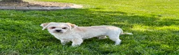 Lhasa Apso dogs for sale: Beau - Ad 1