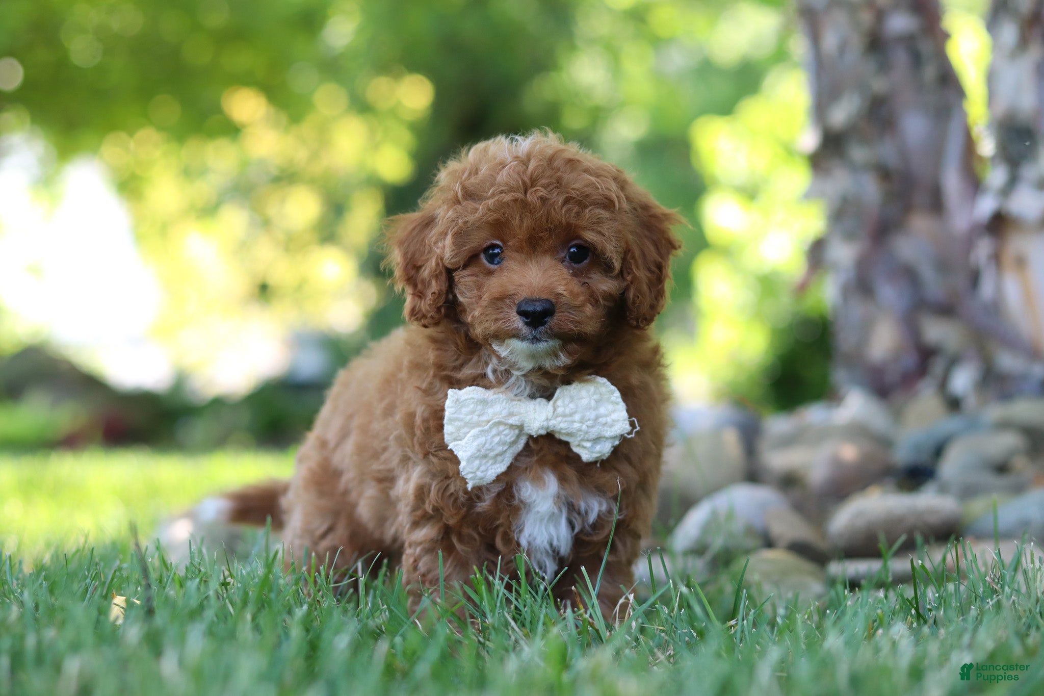 Cavapoo dogs Maggie - Ad 2