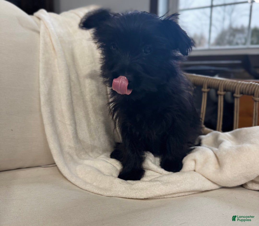 Yorkiepoo dogs for sale: Dakota - Ad 14