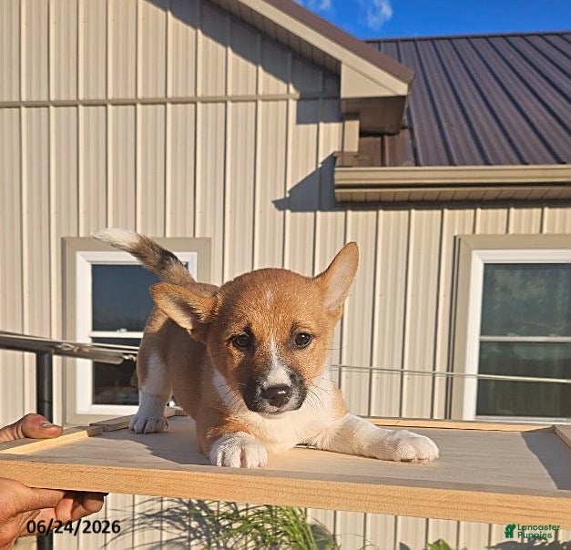 Mixed Breed dogs for sale: Jolly - Ad 4