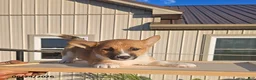 Mixed Breed dogs for sale: Jolly - Ad 1