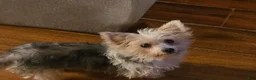 Yorkshire Terrier dogs for sale: Yorkshire Terrier 1 - Ad 5