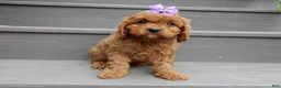 Cavapoo dogs for sale: Izzy - Ad 6