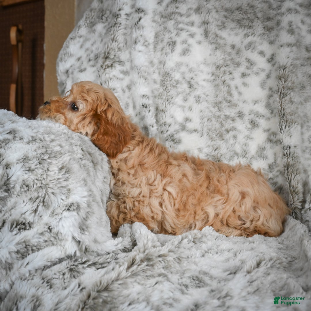 Cavapoo dogs for sale: Shaggy - Ad 9