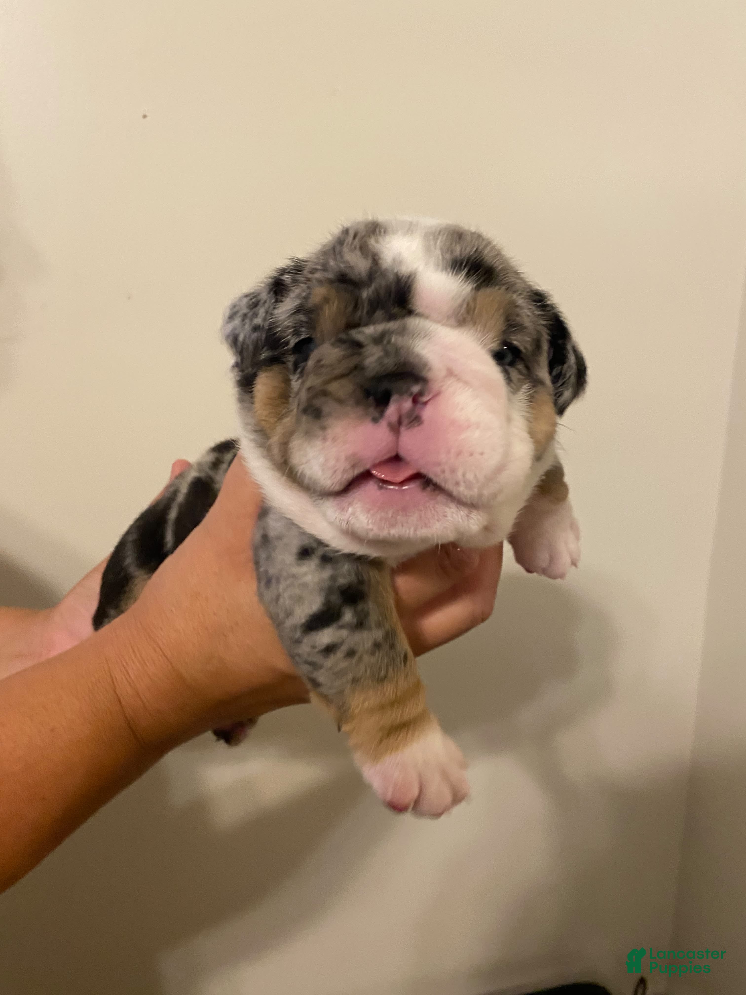English Bulldog dogs Reggie - Ad 1