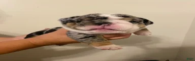Reggie