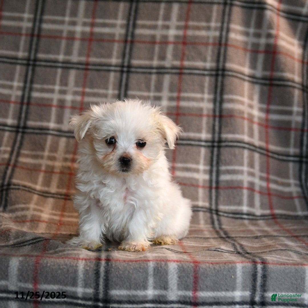 Maltese dogs for sale: Snowball - Ad 1