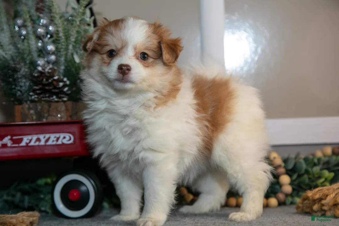 Pomapoo dogs for sale: Madi - Ad 3