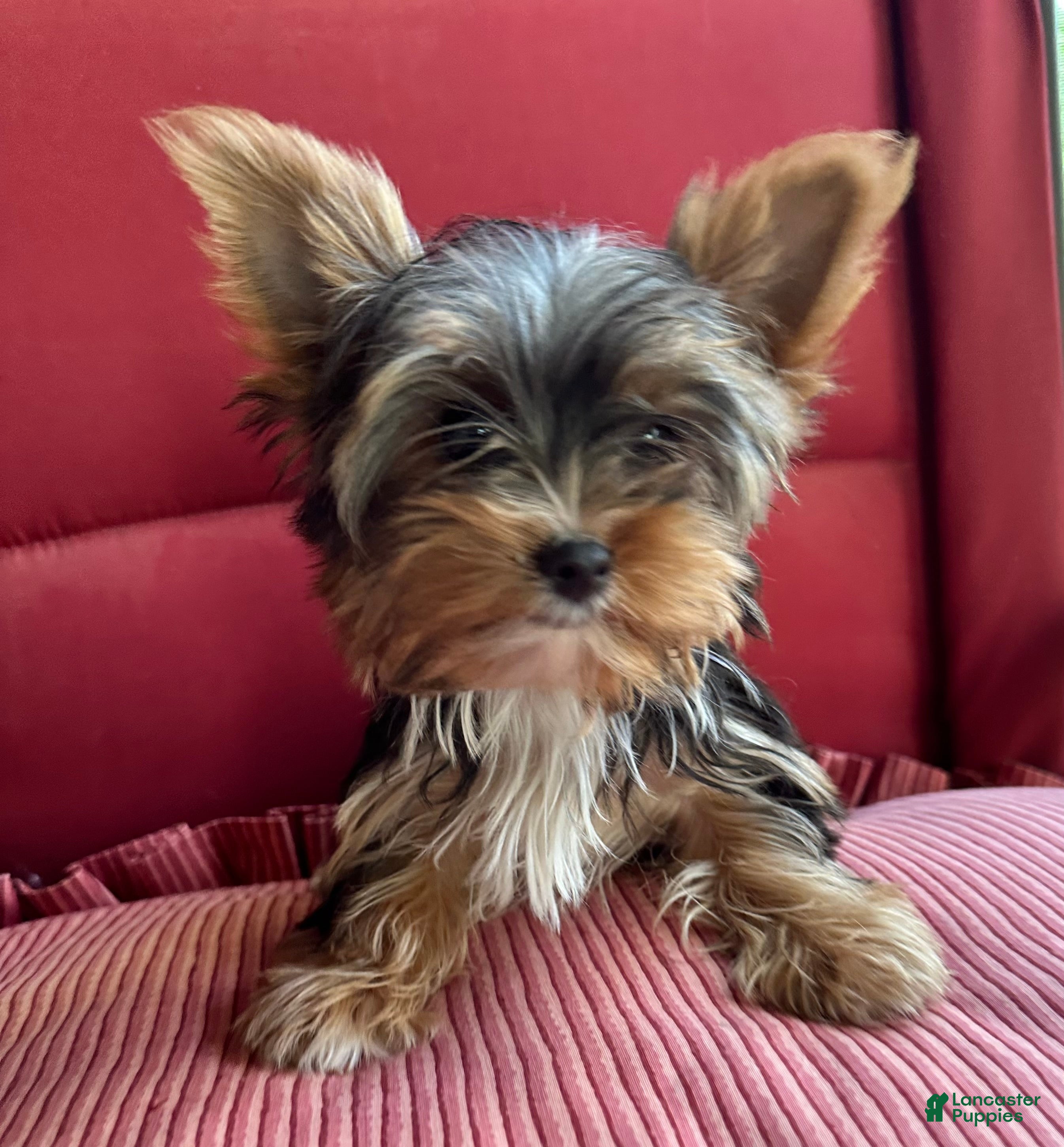 Yorkshire Terrier dogs Yorkshire Terrier Puppy 3 - Ad 31