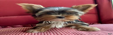 Yorkshire Terrier Puppy 3