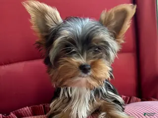Yorkshire Terrier dogs Yorkshire Terrier Puppy 3 - Ad 31