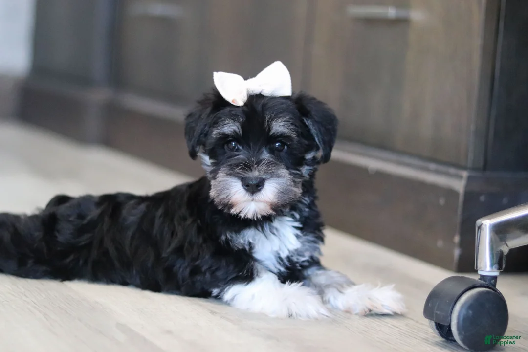 Miniature Schnauzer dogs for sale: Ellie - Ad 6