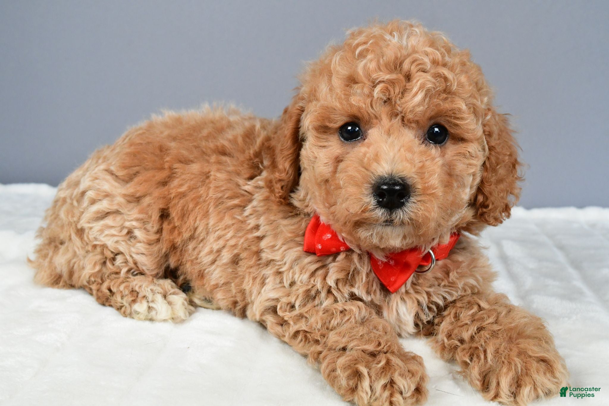 Miniature Poodle dogs Nugget - Ad 1