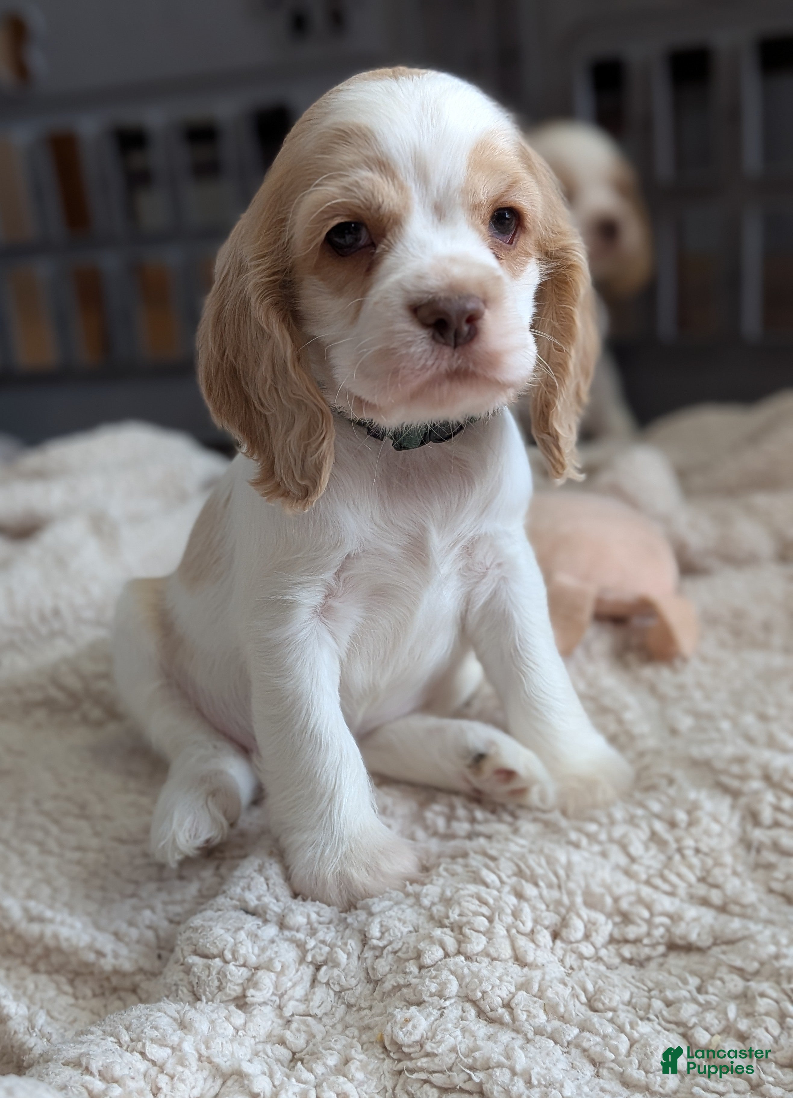 Cocker Spaniel dogs Zander  - Ad 1