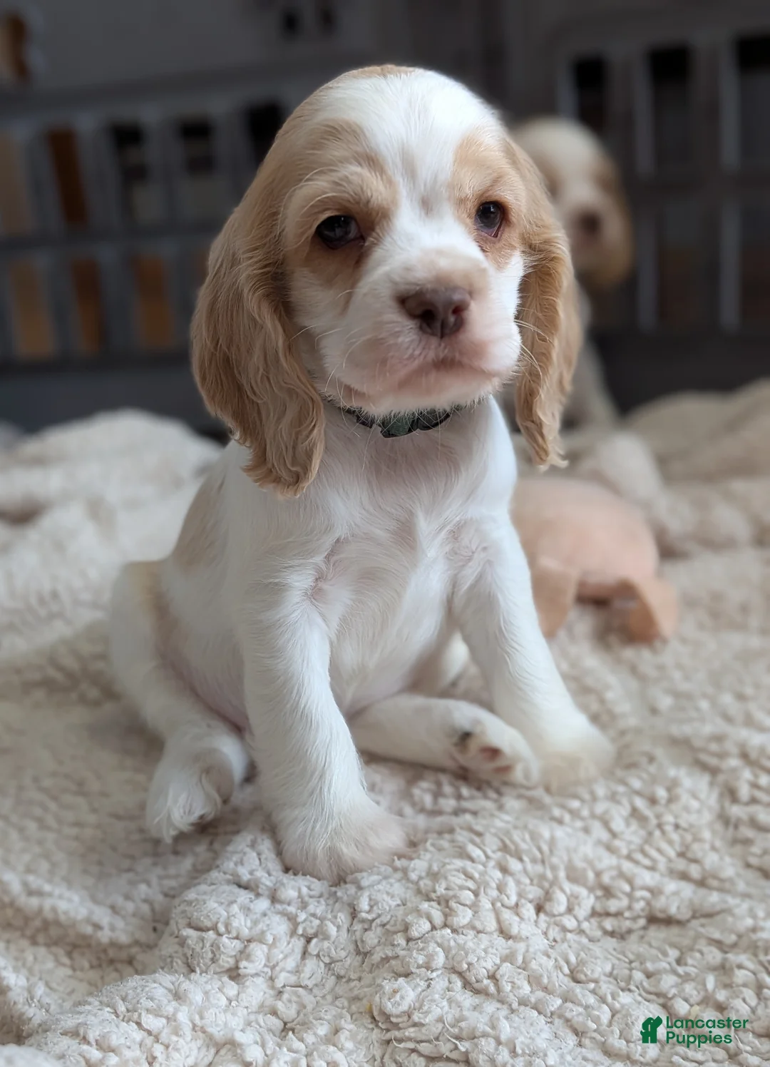Cocker Spaniel dogs for sale: Zander  - Ad 1