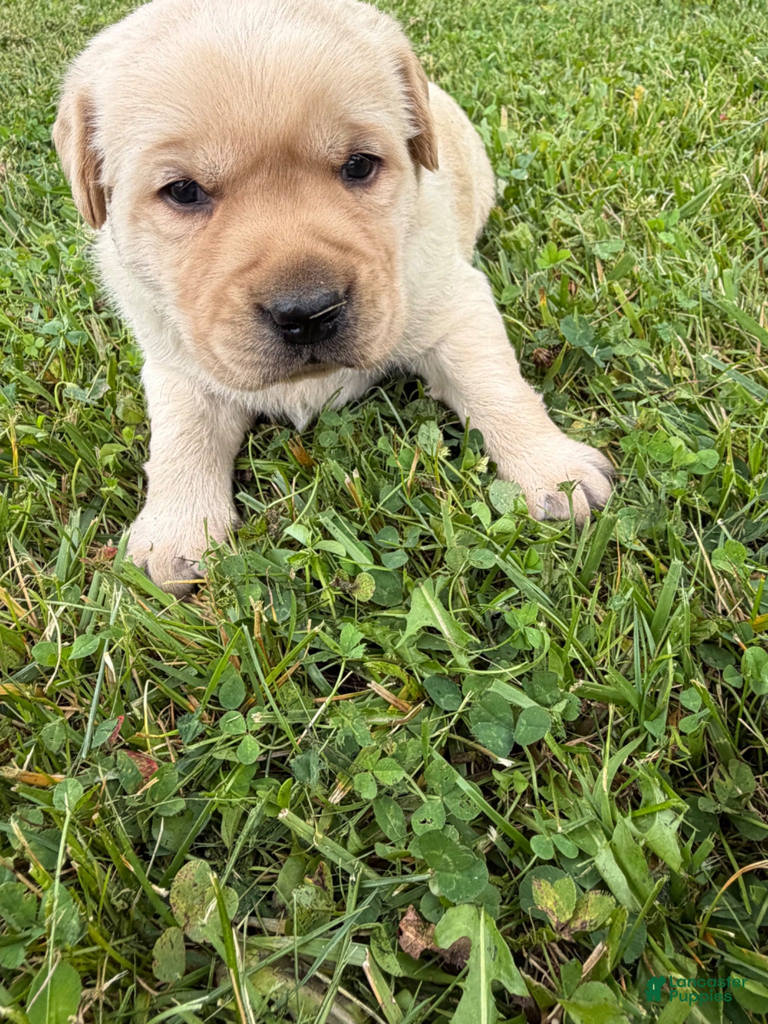 Labrador Retriever dogs Robbie - Ad 2