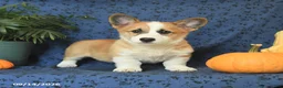 Welsh Corgi Pembroke dogs for sale: Ginger - Ad 5