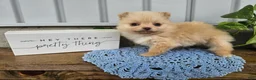 Pomeranian dogs for sale: Thea - Ad 3