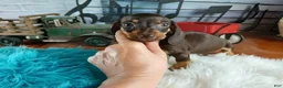 Miniature Dachshund dogs for sale: Suzies Chocolate boy. Hand Delivery  - Ad 7
