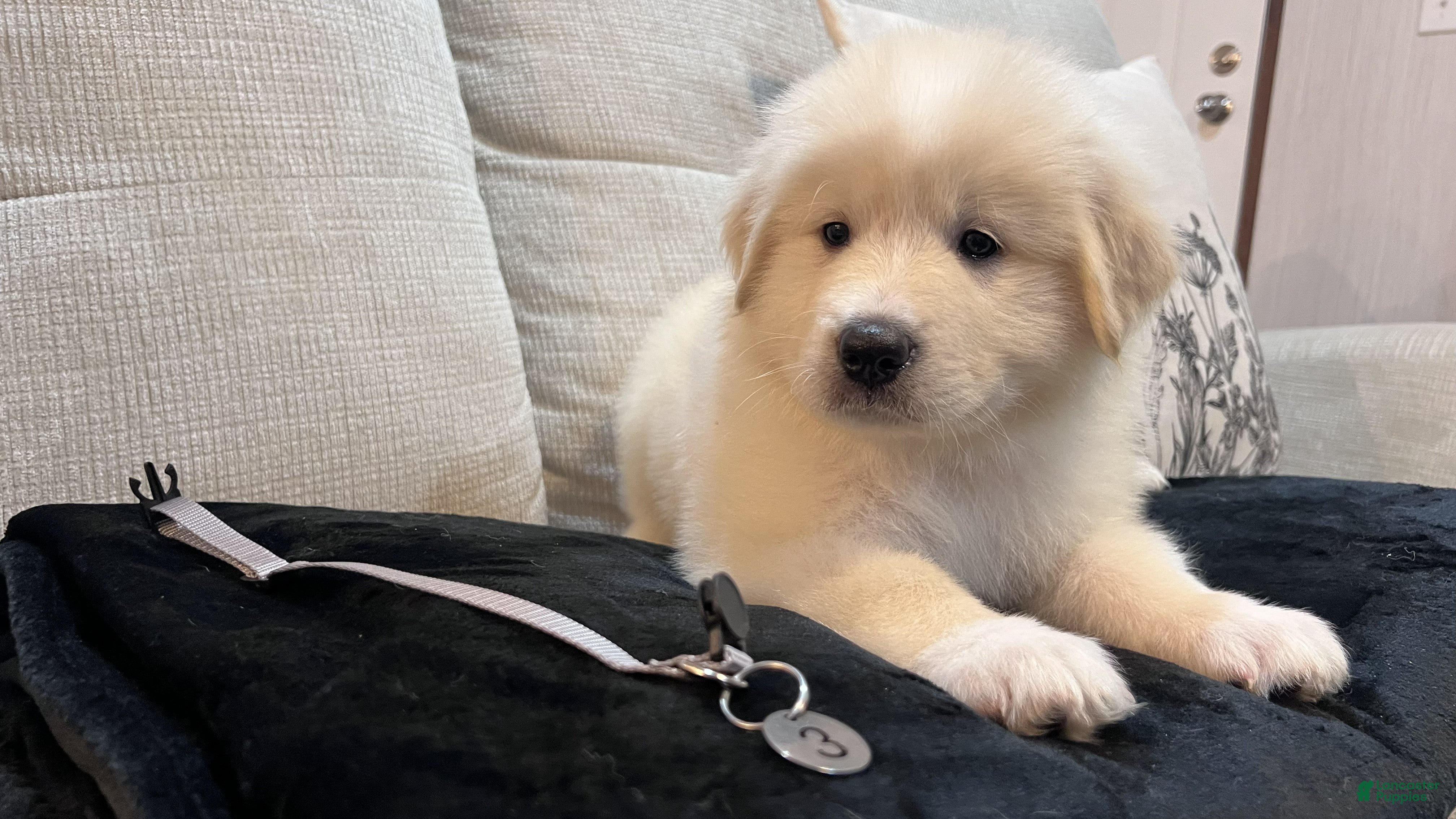 Great Pyrenees dogs Cypress - Gray Collar - Ad 2