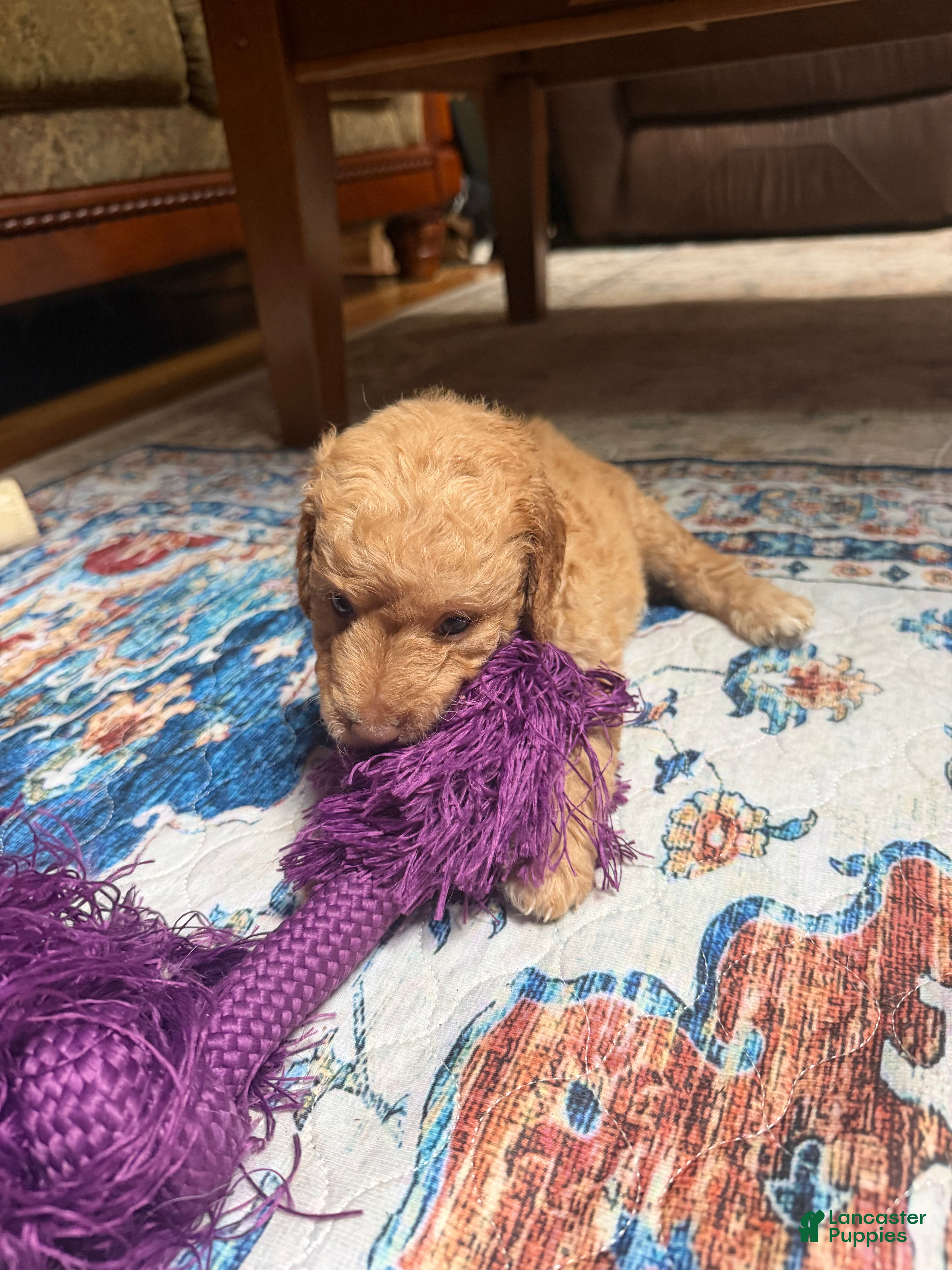 Aussiedoodle dogs Colby - Ad 1