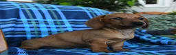 Miniature Dachshund dogs for sale: Eloise - Ad 5