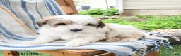 Maltipoo dogs for sale: Sugar - Ad 2