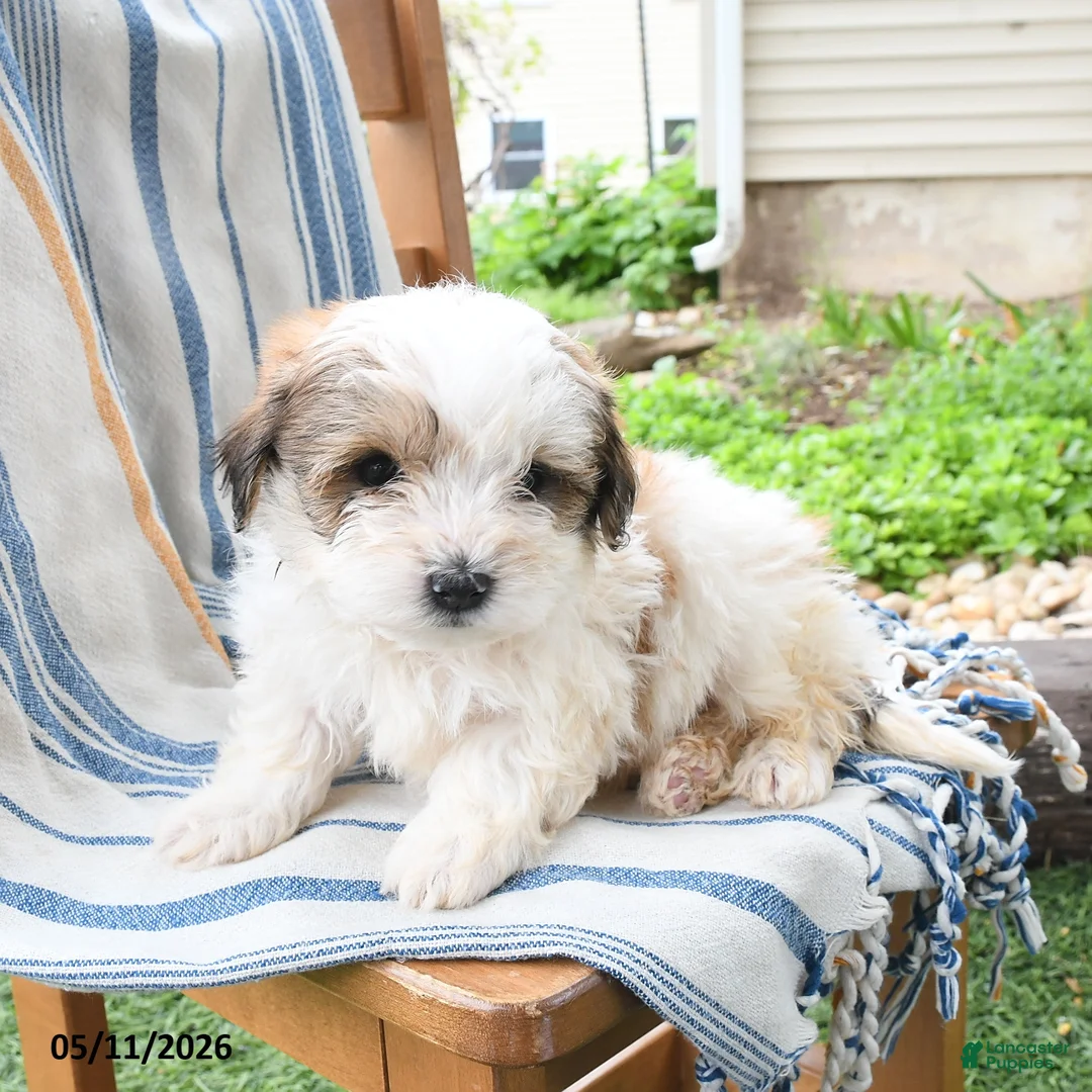 Maltipoo dogs for sale: Sugar - Ad 2