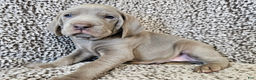 Weimaraner dogs for sale: Strider - Ad 3