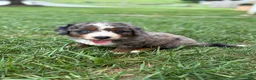 Mini Bernedoodle dogs for sale: Boston  - Ad 2