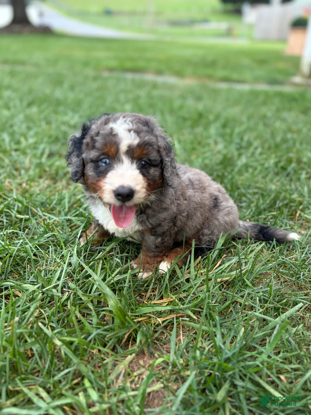 Mini Bernedoodle dogs for sale: Boston  - Ad 2