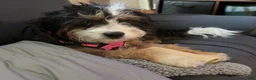 Mixed Breed dogs for sale: Boy 2 - Ad 3