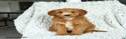Mini Goldendoodle dogs for sale: Cupcake - Ad 3