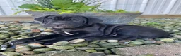 Cane Corso dogs for sale: Jeriah - Ad 7
