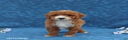 Mini Goldendoodle dogs for sale: Pearl - Ad 5