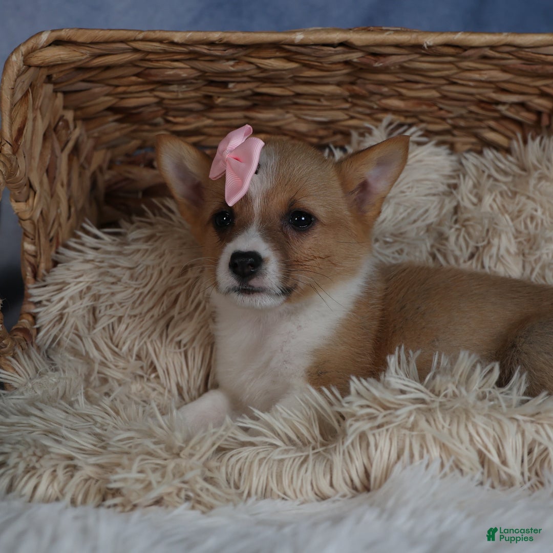 Welsh Corgi Pembroke dogs for sale: Demi - Ad 4