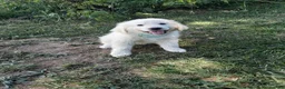 Great Pyrenees dogs for sale: Ella  - Ad 5