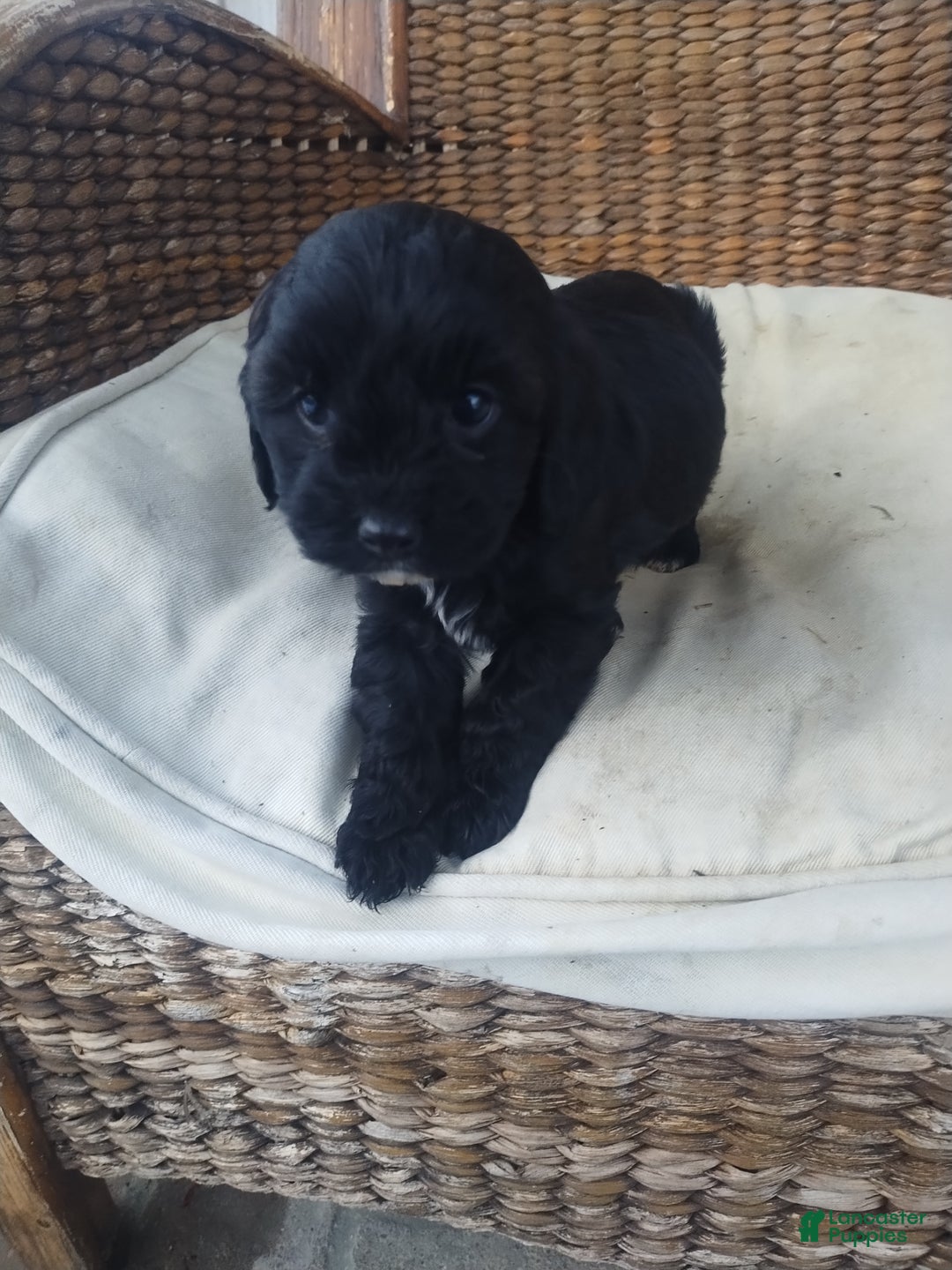Cavapoo dogs for sale: Violet  - Ad 1