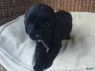 Cavapoo dogs Violet - Ad 17