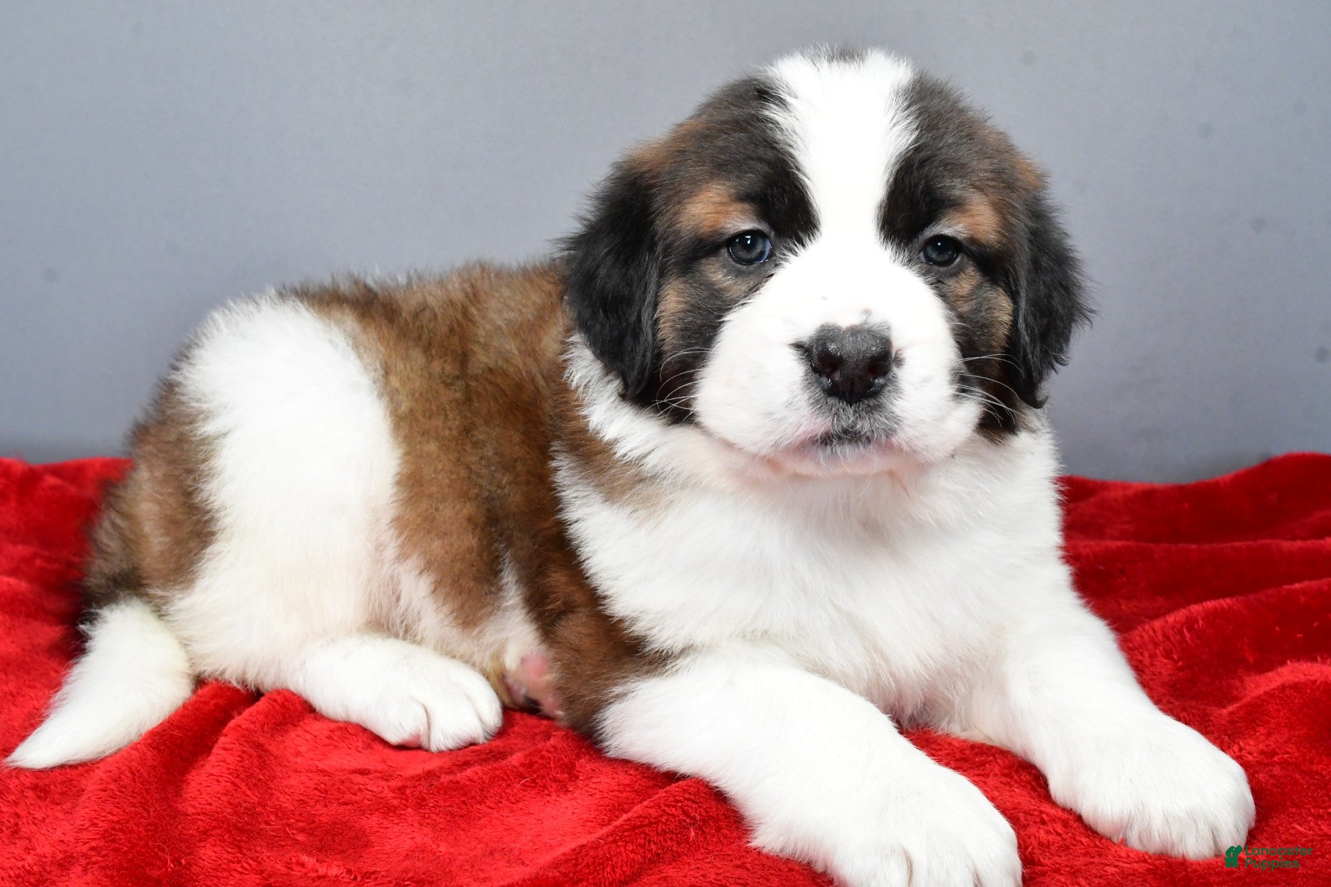 Saint Bernard dogs nikki - Ad 7