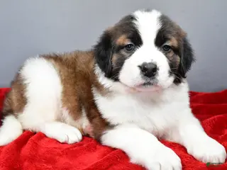 Saint Bernard dogs nikki - Ad 7