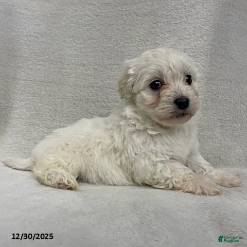 Maltipoo dogs Callie - Ad 2