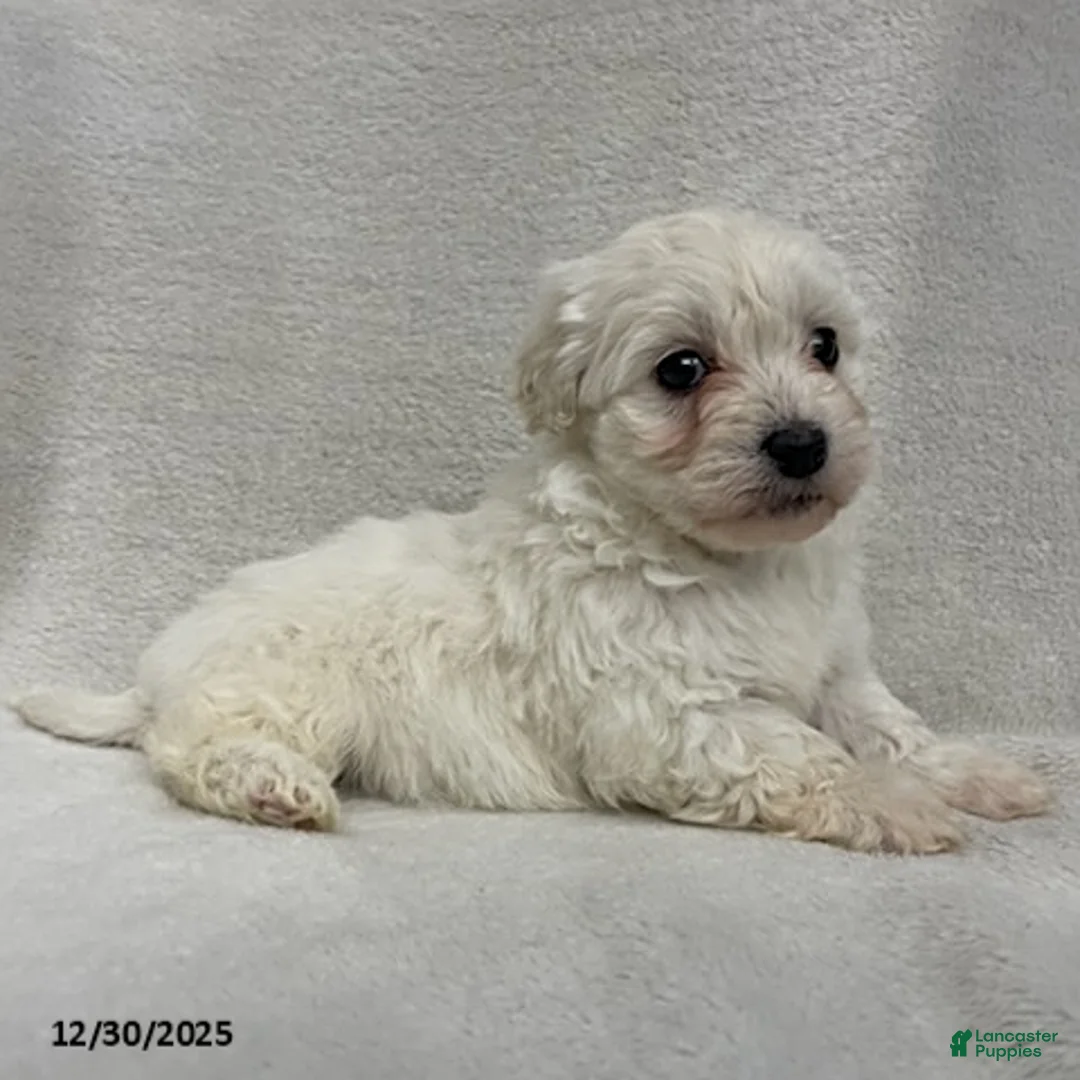 Maltipoo dogs for sale: Callie - Ad 2