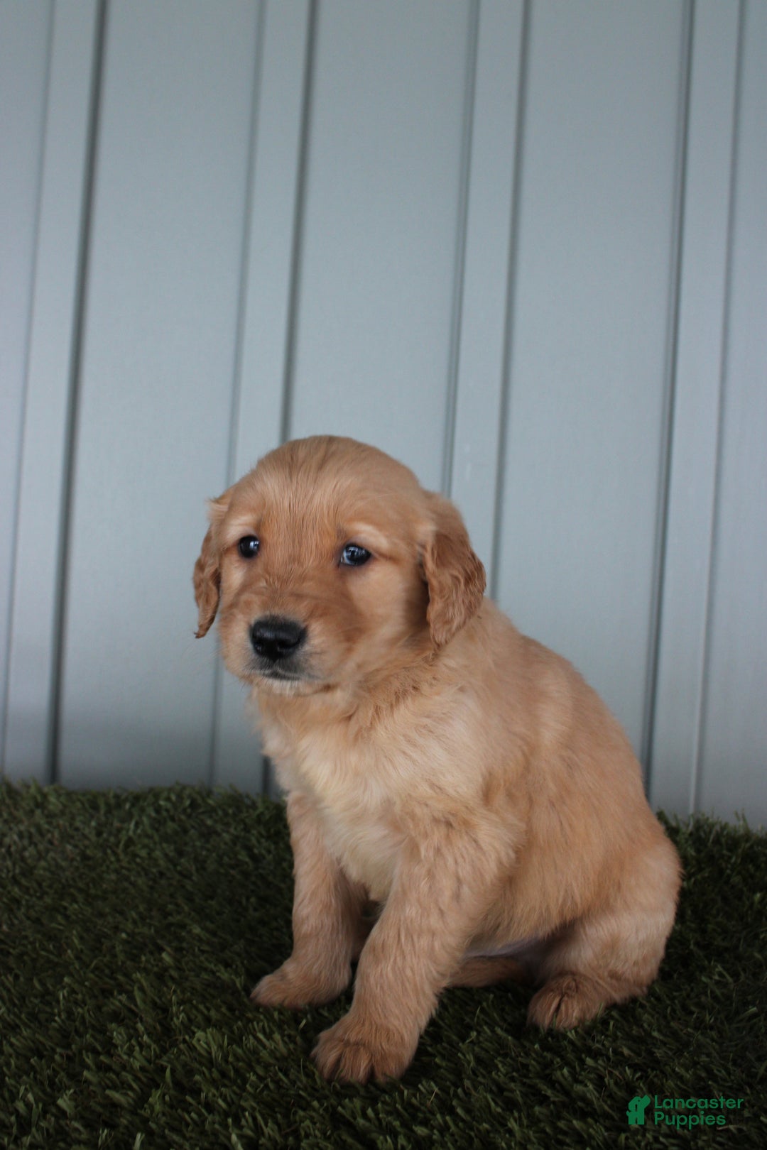 Golden Retriever dogs for sale: Golden Retriever Puppy Cowen - Ad 6