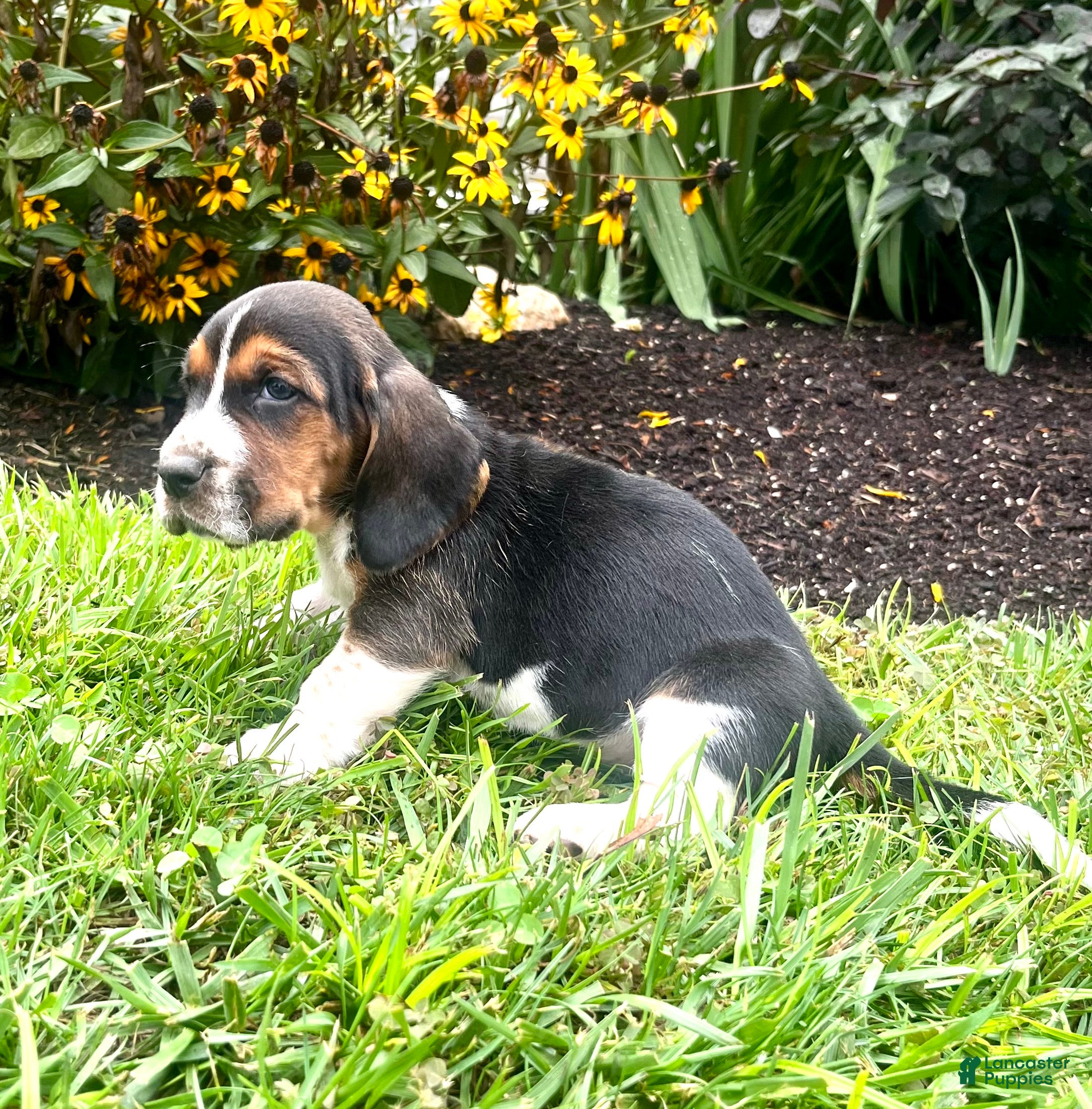 Basset Hound dogs Bailey❤️AKC Registered - Ad 2