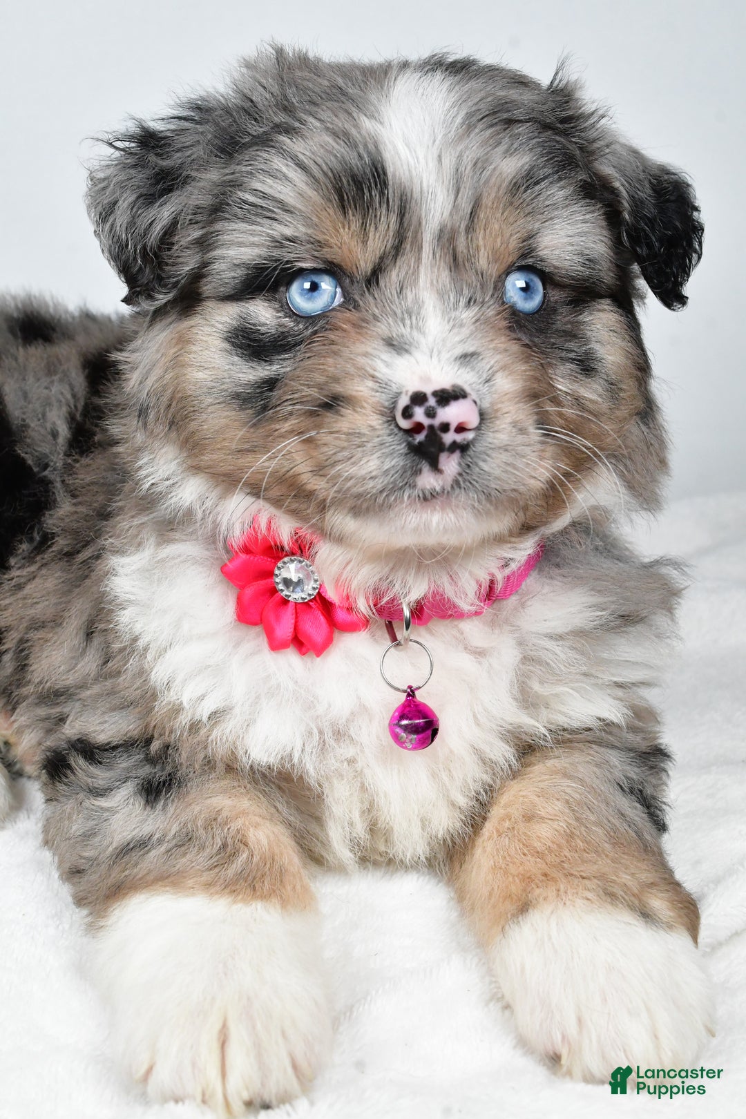 Mixed Breed dogs for sale: Pansy - Ad 5