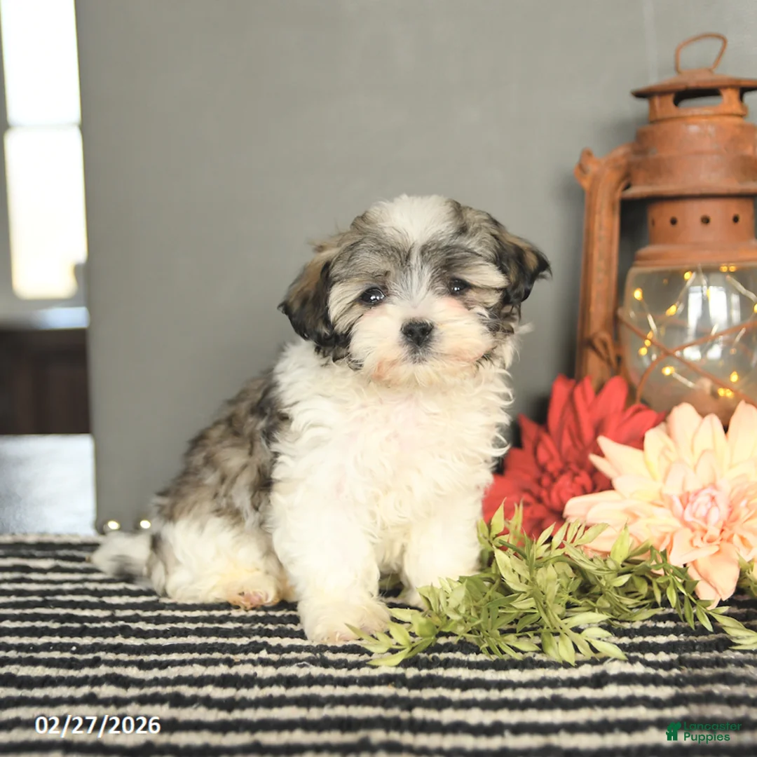 Maltipoo dogs for sale: Freddie - Ad 2