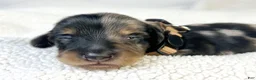 Miniature Dachshund dogs for sale: Chocolate - Ad 2