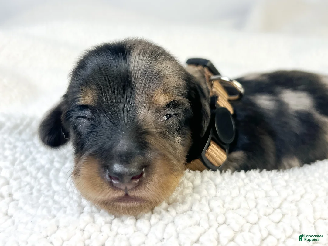 Miniature Dachshund dogs for sale: Chocolate - Ad 2