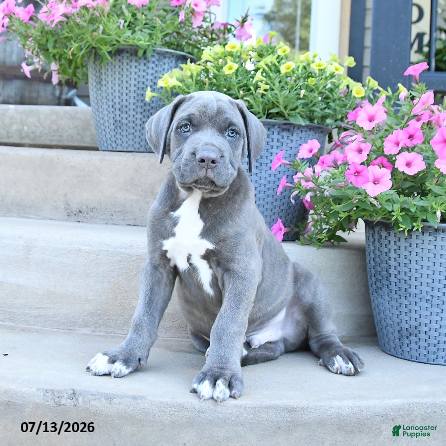 Cane Corso dogs Roscoe - Ad 1